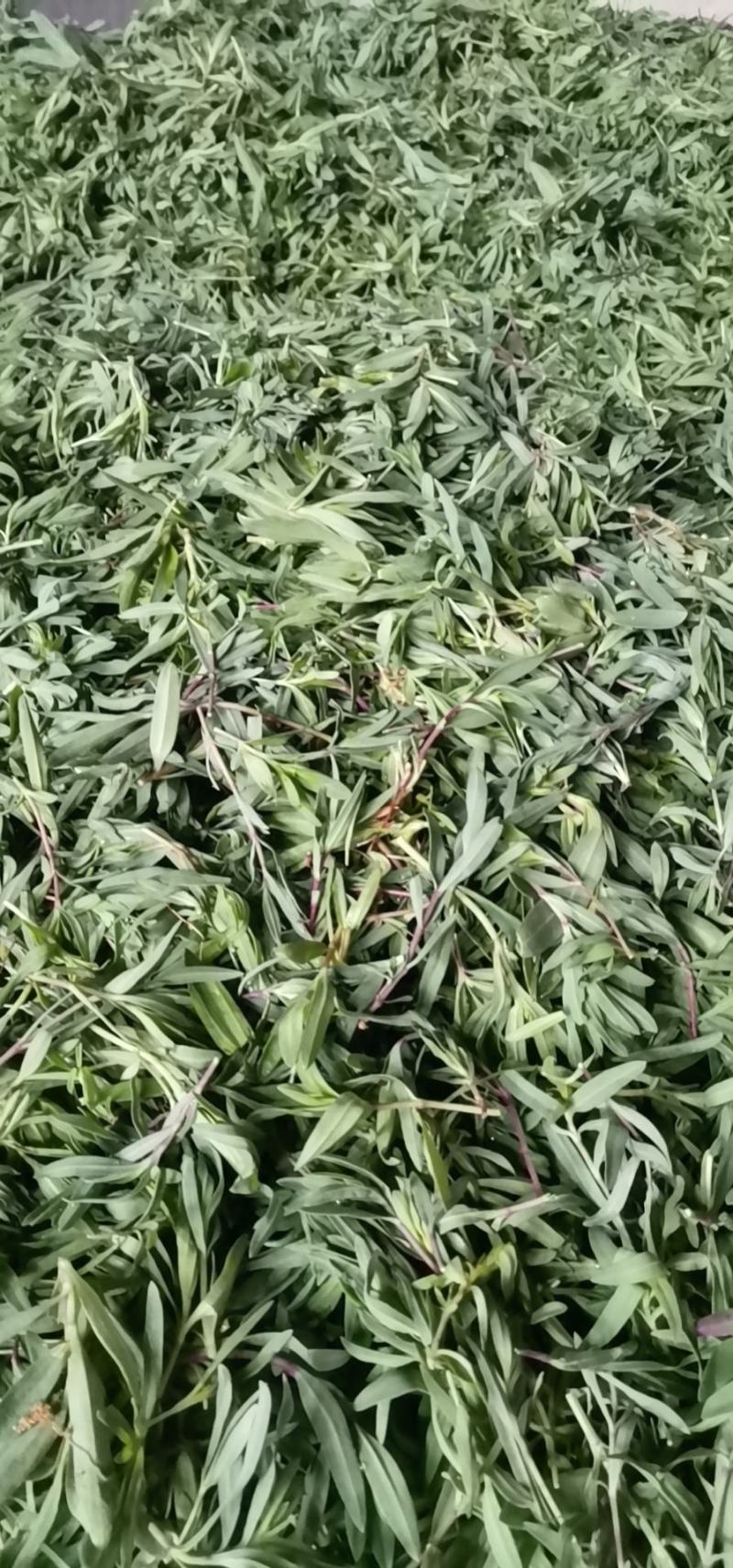 山菜山苜楂山麻楂山苜楂弱碱性蔬菜，新鲜时令野菜