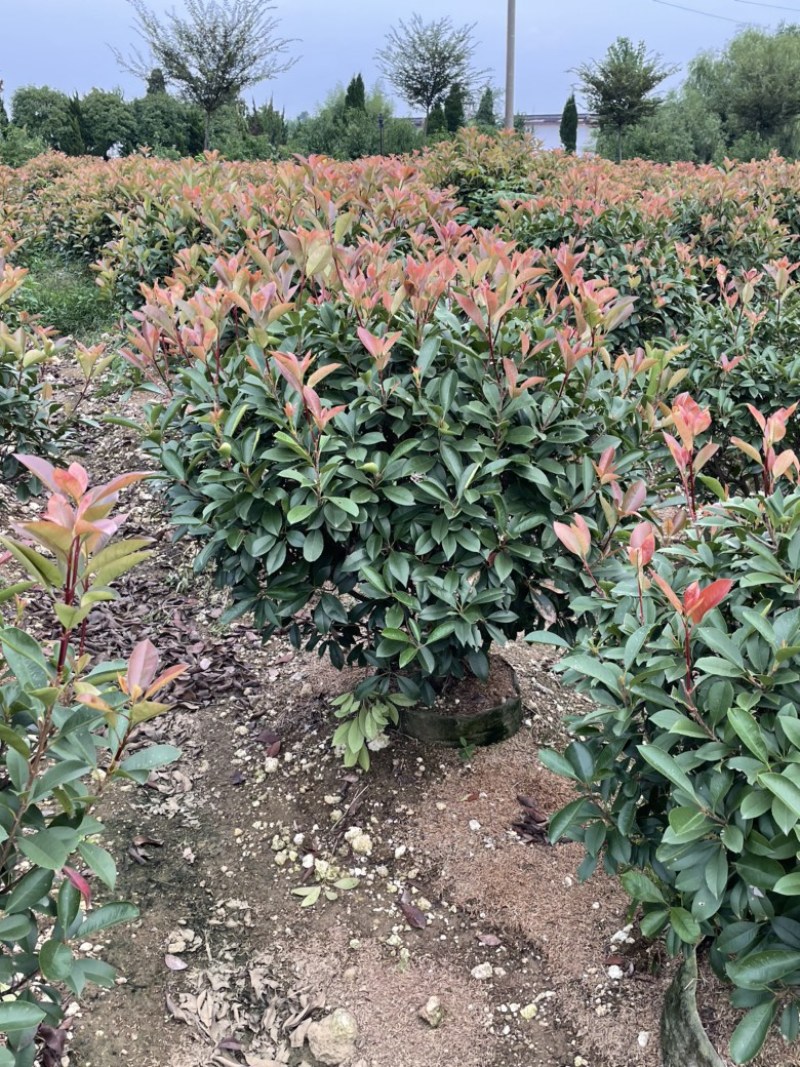 精品红叶石楠，红叶石楠基地直销，规格齐全，量大优惠