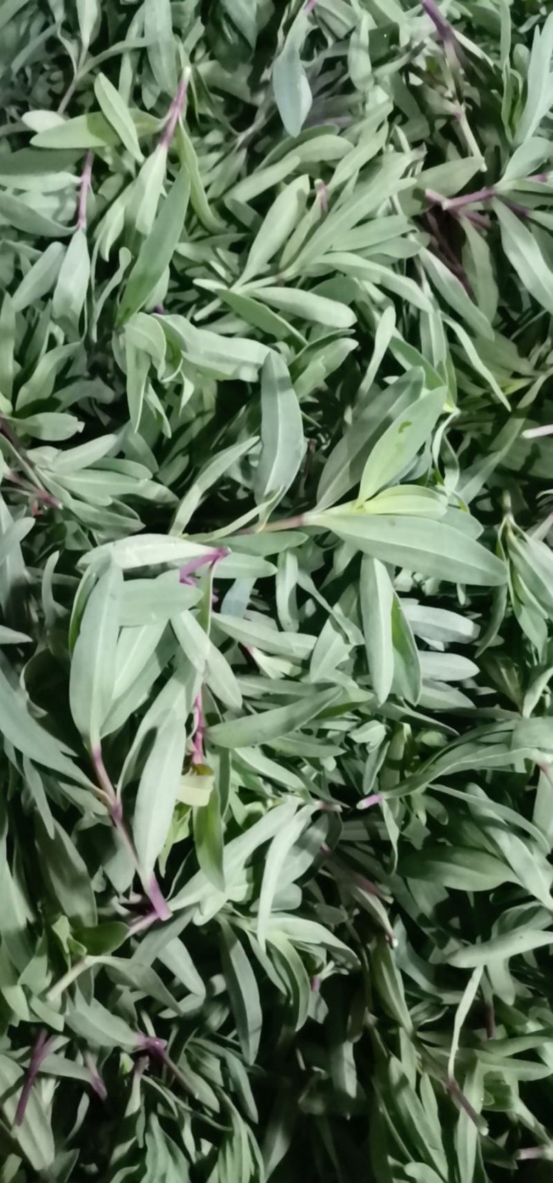 山菜山苜楂山麻楂山苜楂弱碱性蔬菜，新鲜时令野菜