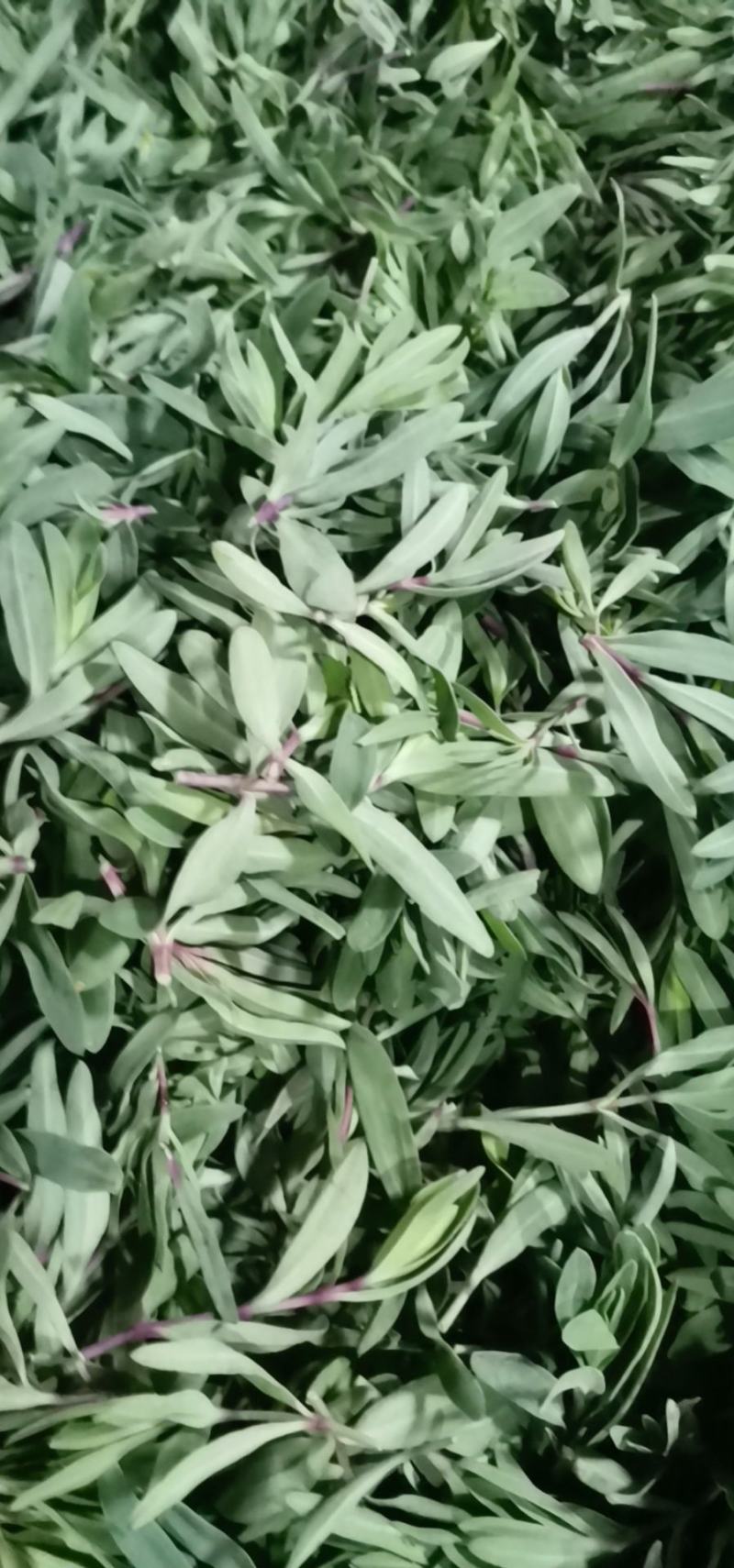 山菜山苜楂山麻楂山苜楂弱碱性蔬菜，新鲜时令野菜