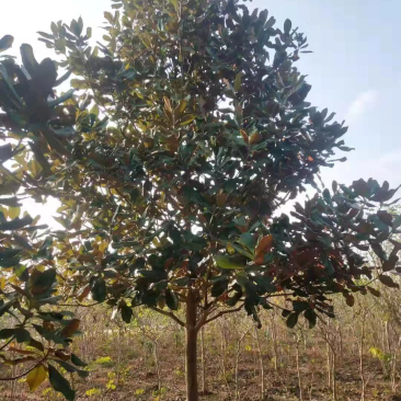 精品广玉兰，厂区绿化，校园绿化等基地直销欢迎新老客户