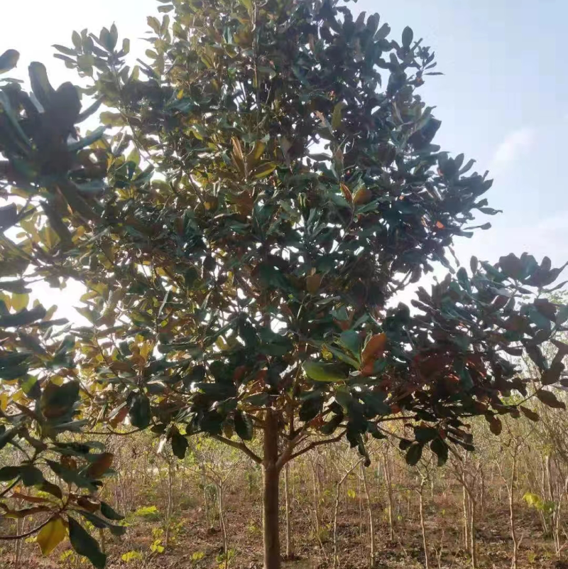 精品广玉兰，厂区绿化，校园绿化等基地直销欢迎新老客户