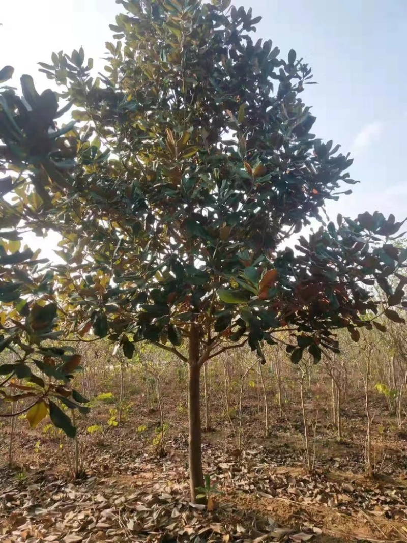 精品广玉兰，厂区绿化，校园绿化等基地直销欢迎新老客户