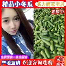 广西小冬瓜吊毛节瓜1至3斤供团购电商袋装，快递代发