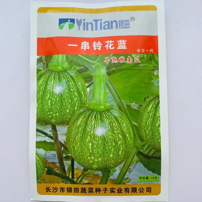 一串铃花蓝早熟嫩南瓜种子嫩早串铃南瓜优质菜南瓜种籽圆形