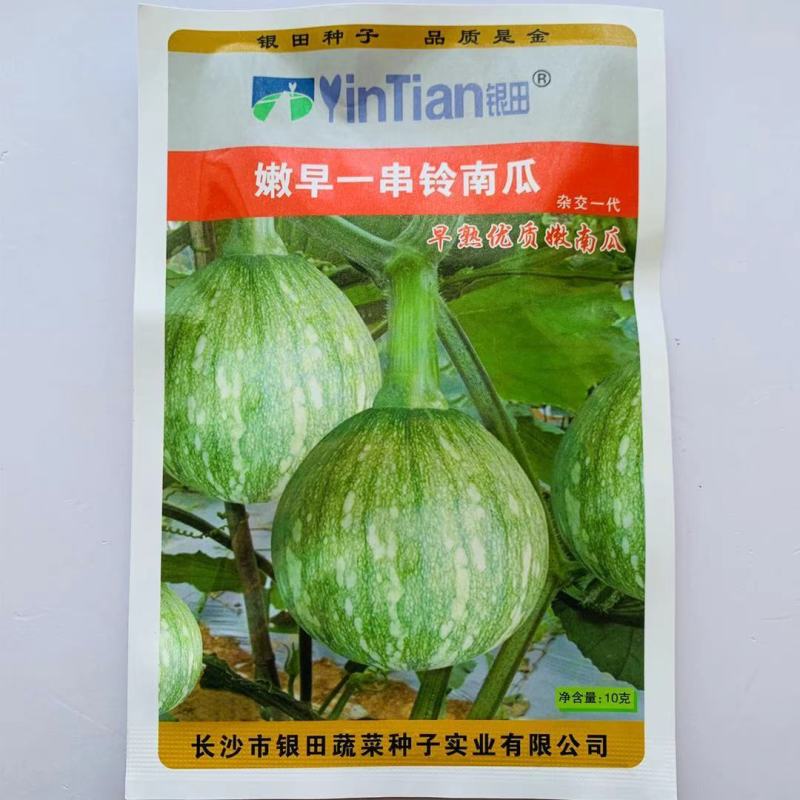 一串铃花蓝早熟嫩南瓜种子嫩早串铃南瓜优质菜南瓜种籽圆形