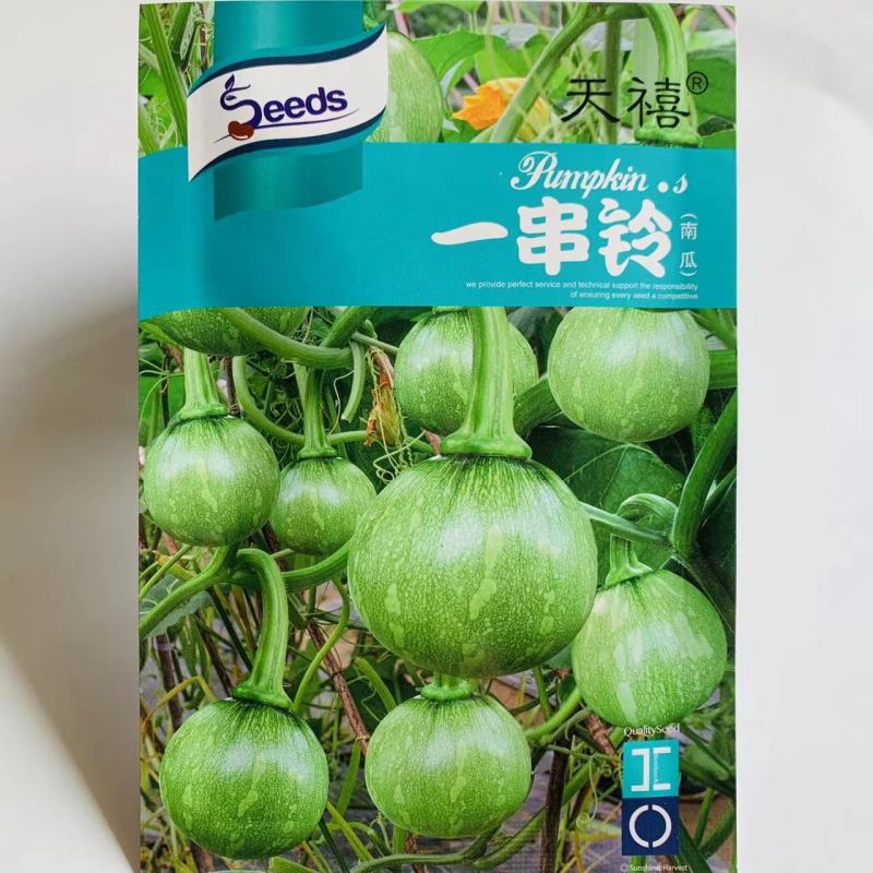 一串铃花蓝早熟嫩南瓜种子嫩早串铃南瓜优质菜南瓜种籽圆形