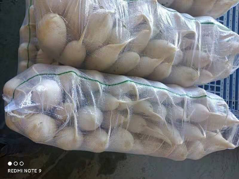 【便宜量大】湖北精品白萝卜一手货源货源充足价格可谈