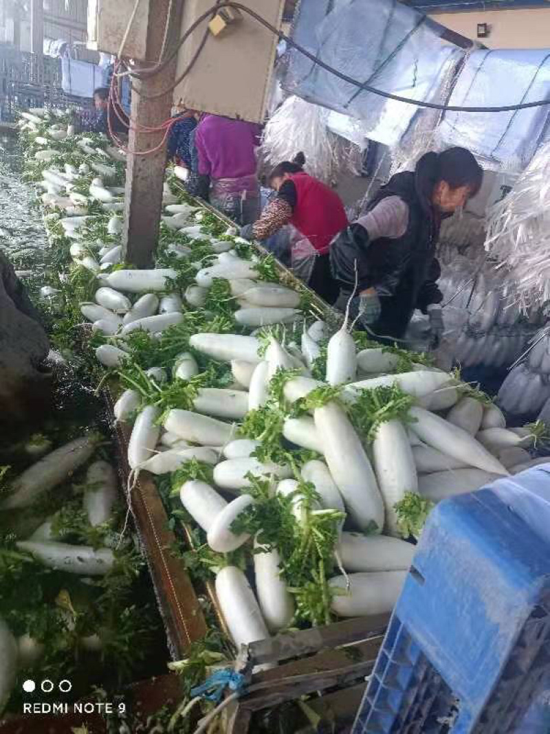 【便宜量大】湖北精品白萝卜一手货源货源充足价格可谈