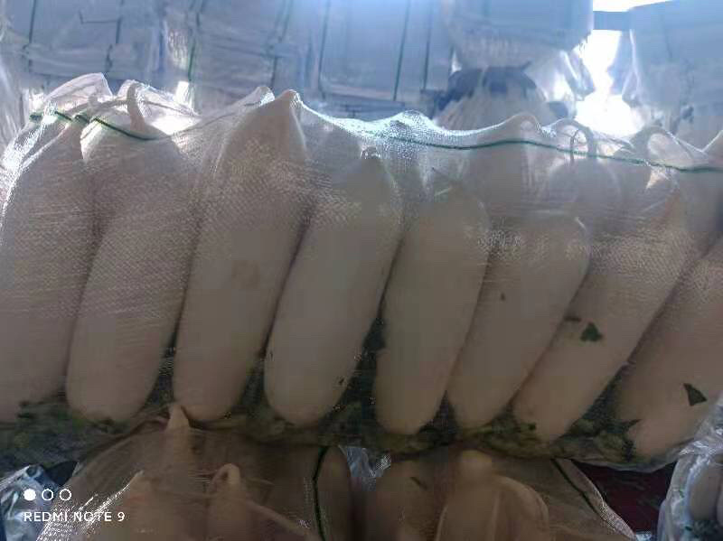 【便宜量大】湖北精品白萝卜一手货源货源充足价格可谈