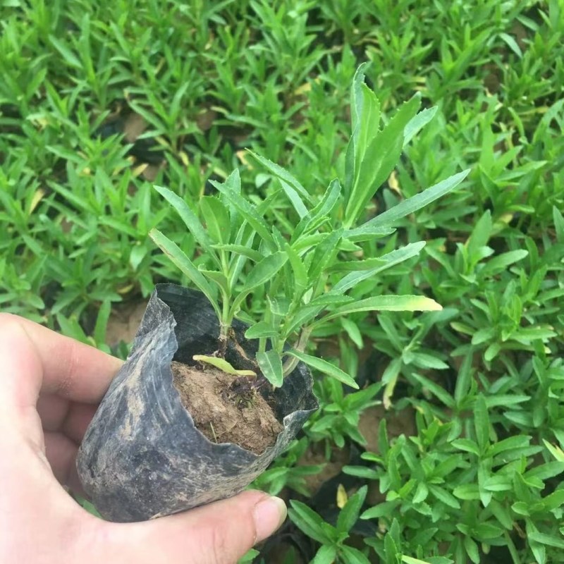 如意草假龙头花营养钵