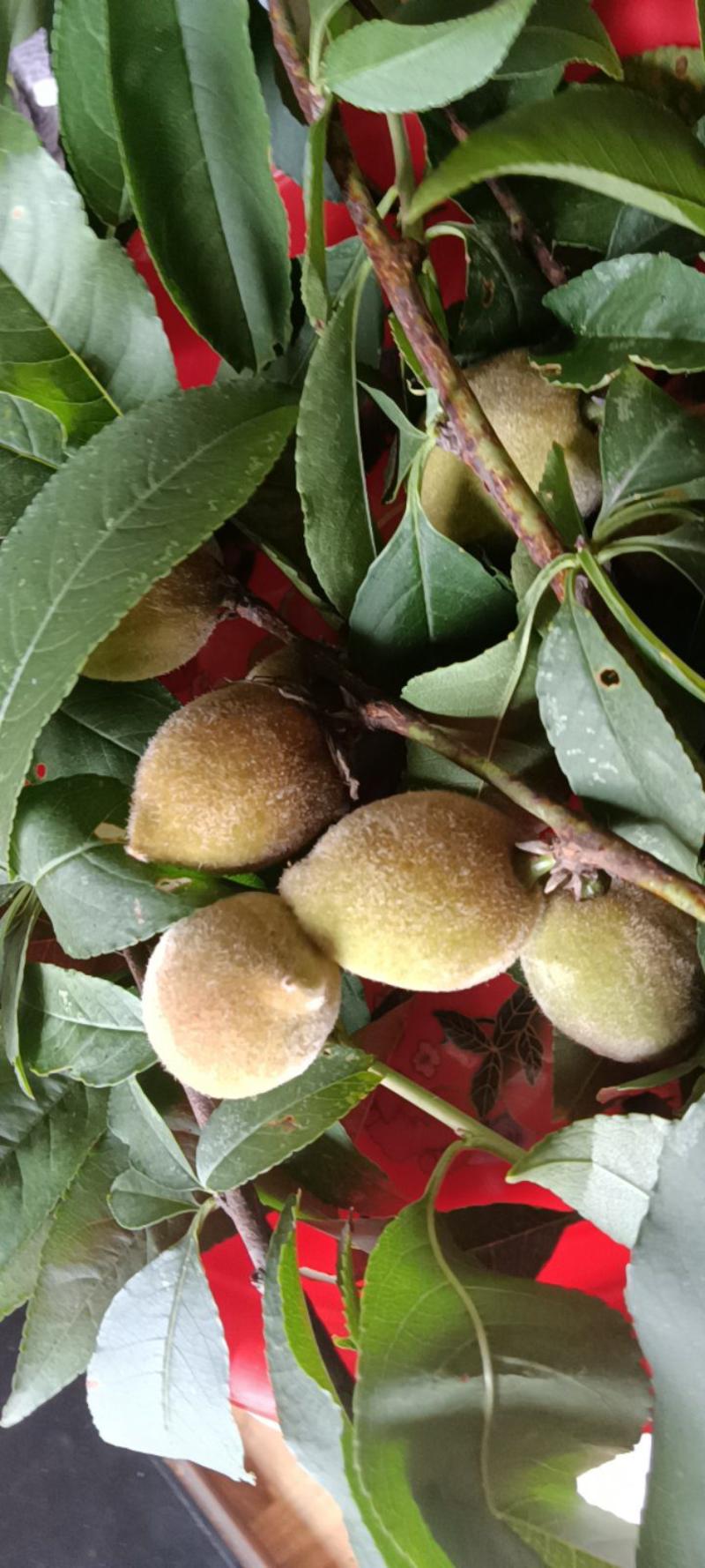 青橄榄果新鲜来自农民自种的，2斤为一件批发包邮。