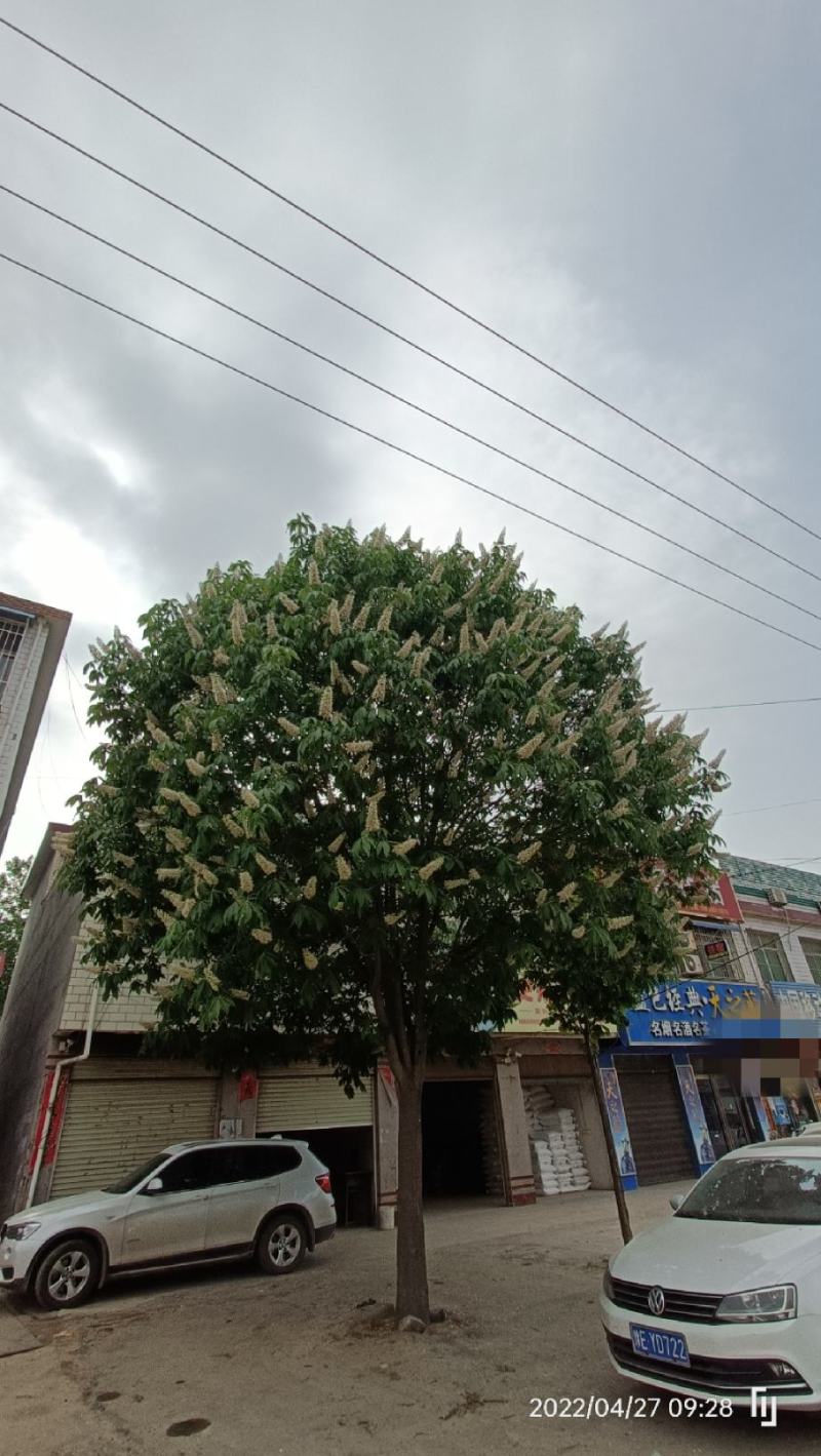 河南园林绿化基地长期供应10-30公分精品七叶树