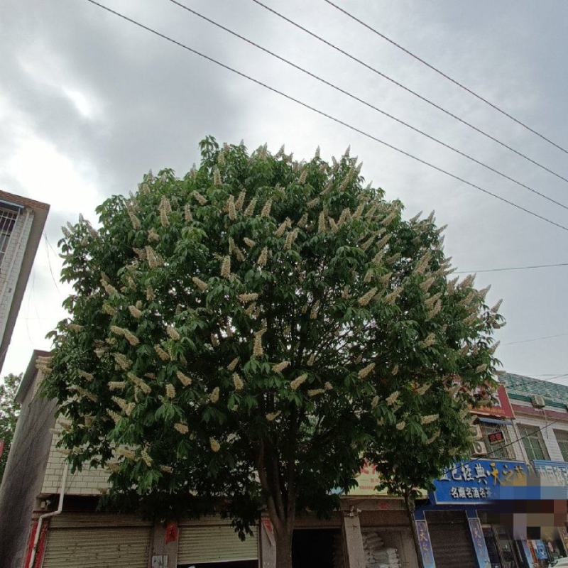 河南园林绿化基地长期供应10-30公分精品七叶树