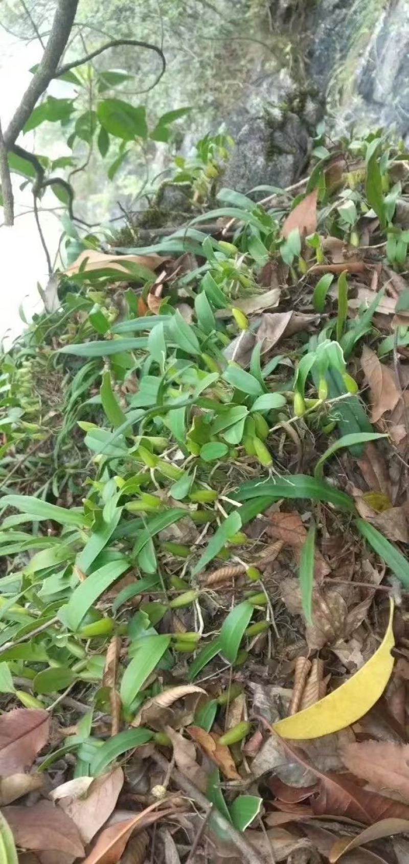 单叶小果石橄榄