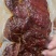 酱香肉，腱子肉开袋即食一斤一袋装价格美丽厂家直销批发