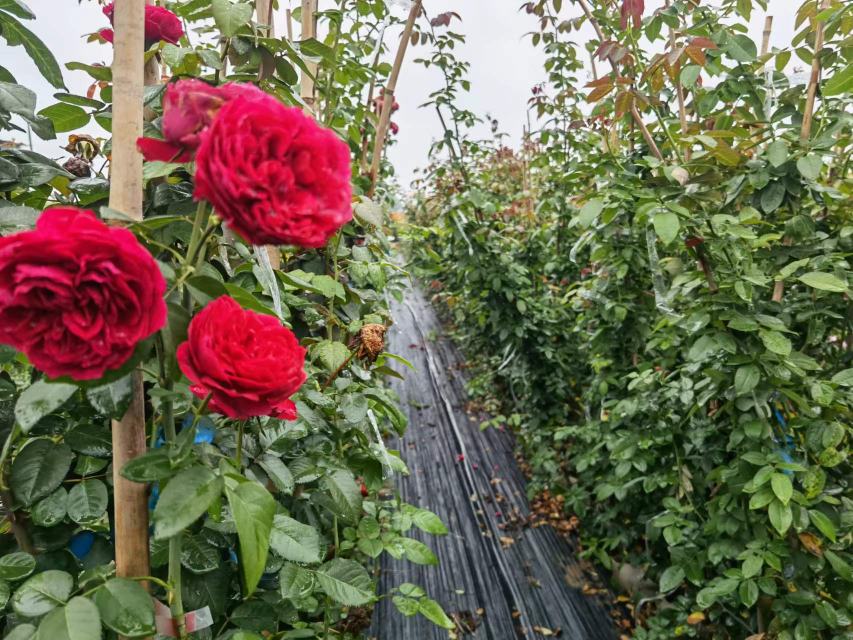 春季藤本月季萌芽场景
