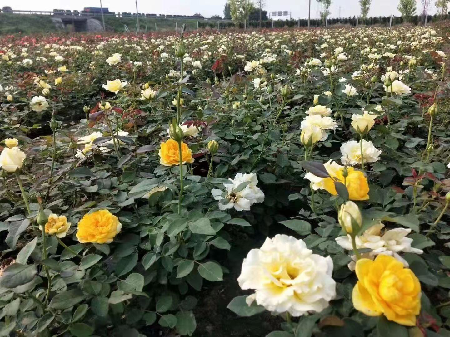 盛开的黄色藤本月季覆盖花园拱门