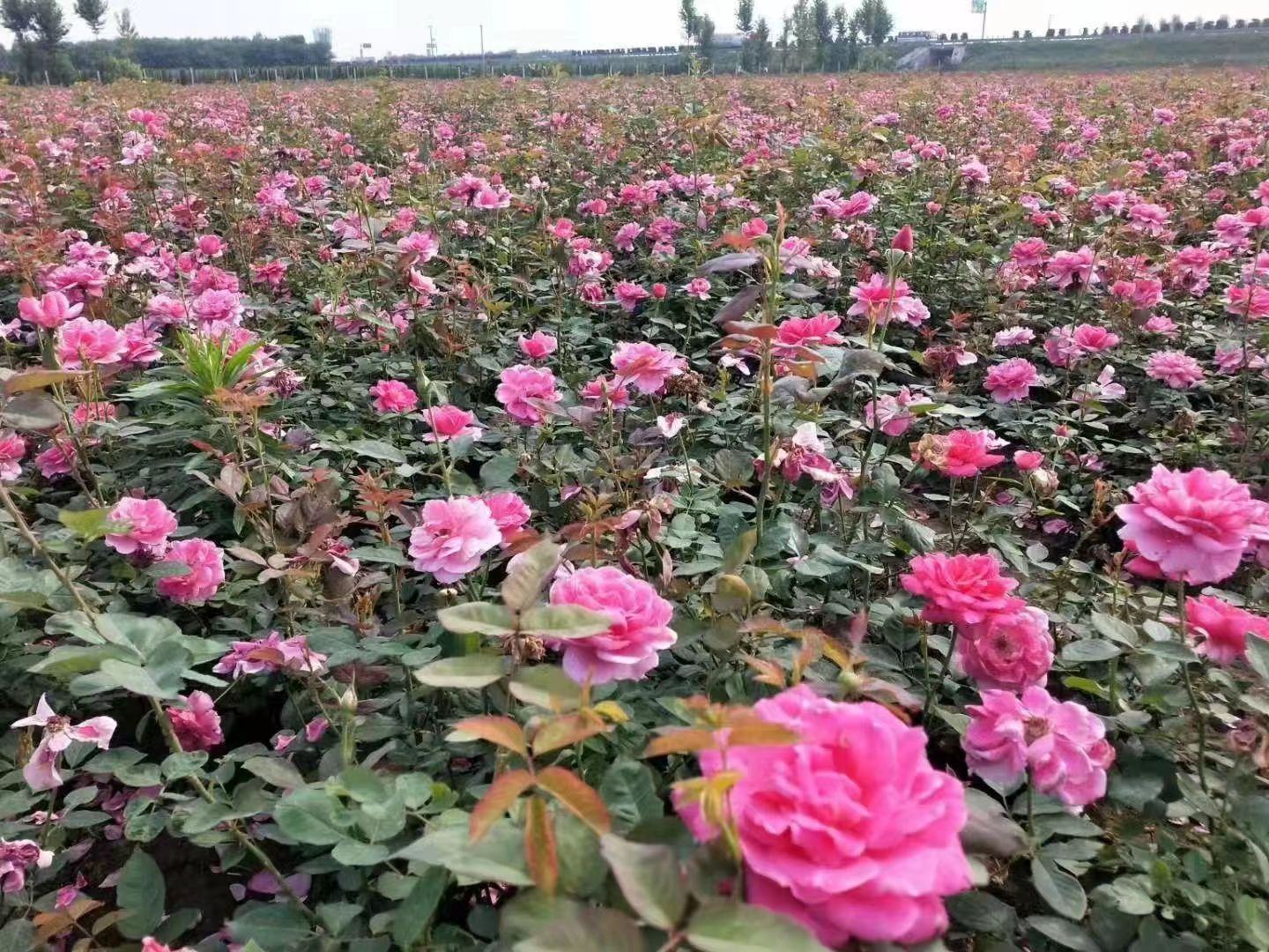 法国Meilland基地实拍:3年生藤本攀附于3米廊架,呈现密集聚伞花序,每序着花5–7朵,花朵粉白渐变,花瓣厚实具丝绒感,新梢嫩叶呈青铜色 ‘Pierre de Ronsard’(龙沙宝石)藤本攀援状态与花序结构