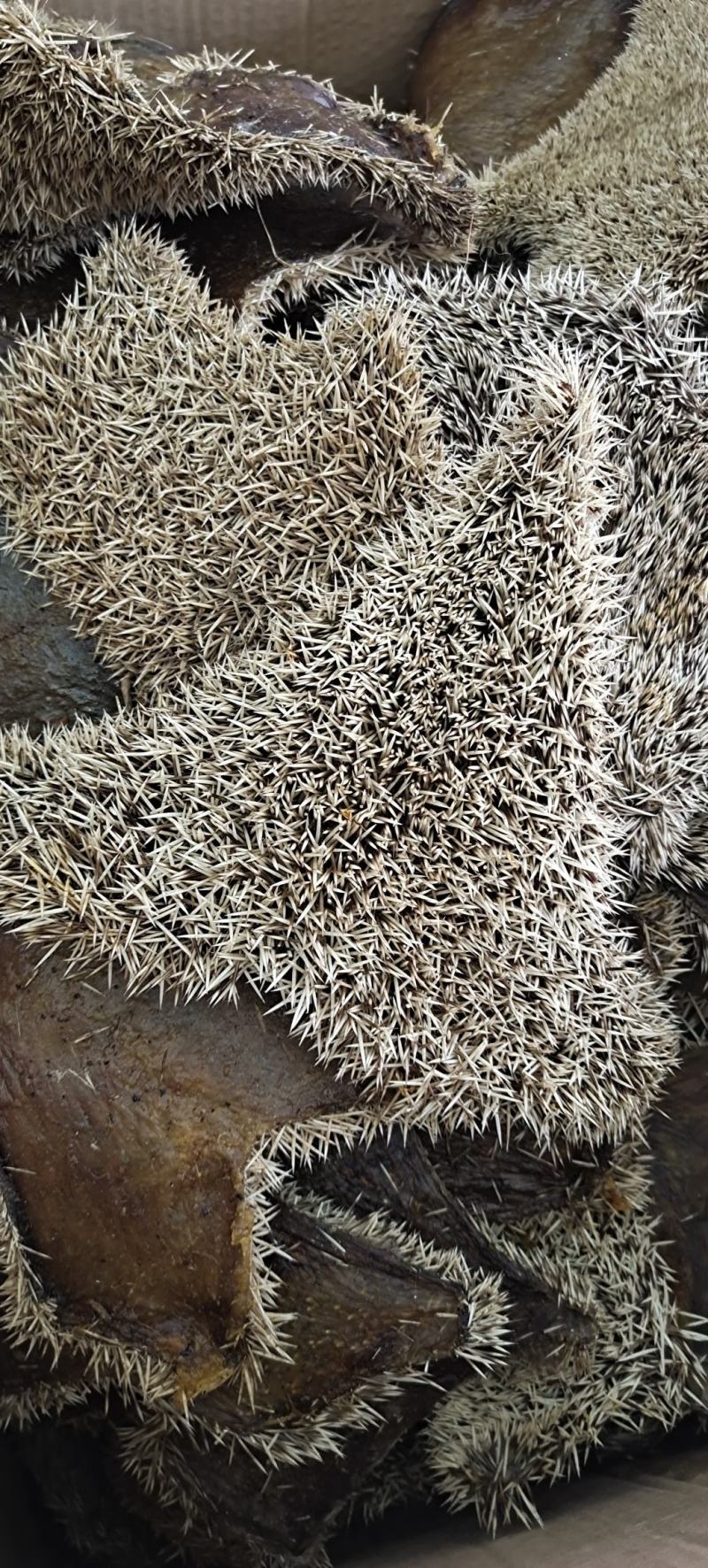 中药材正品整张刺猬皮猬皮仙人衣500克包邮
