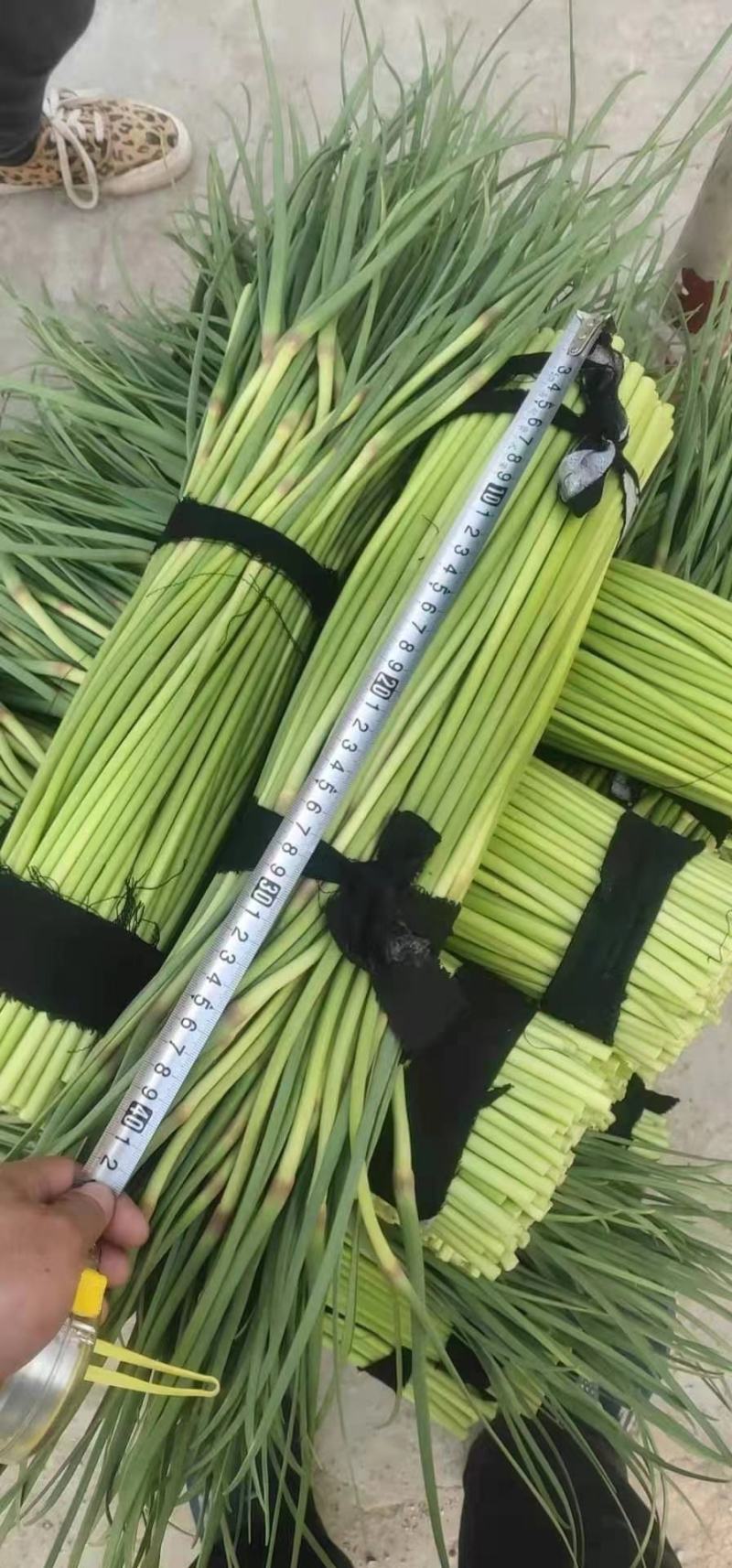 蒜苔全国发货，基地直供优质红帽蒜苔保证质量价格低