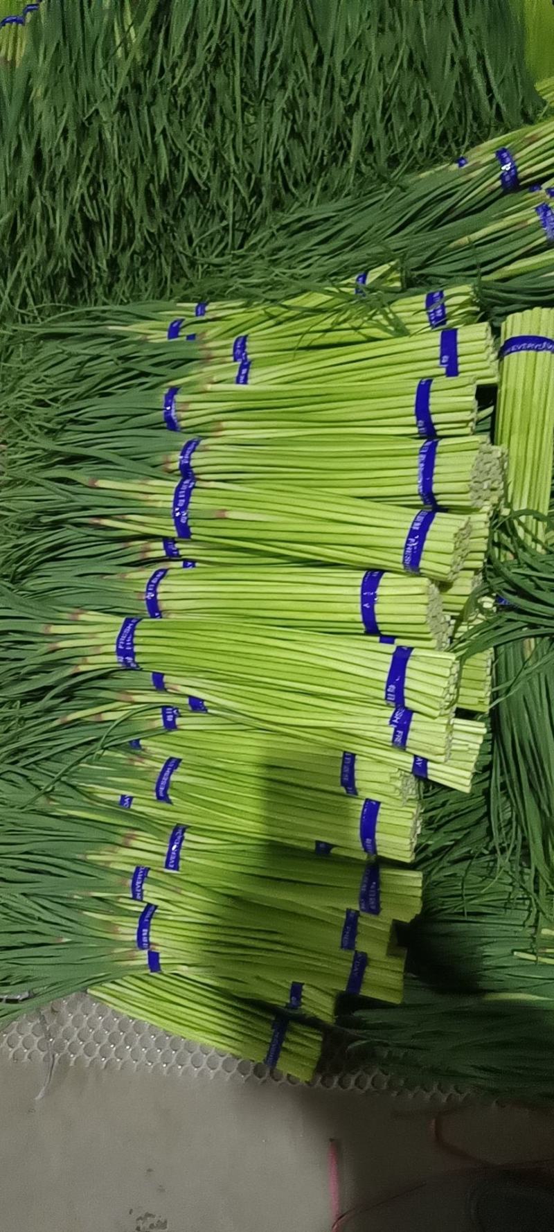 蒜苔全国发货，基地直供优质红帽蒜苔保证质量价格低
