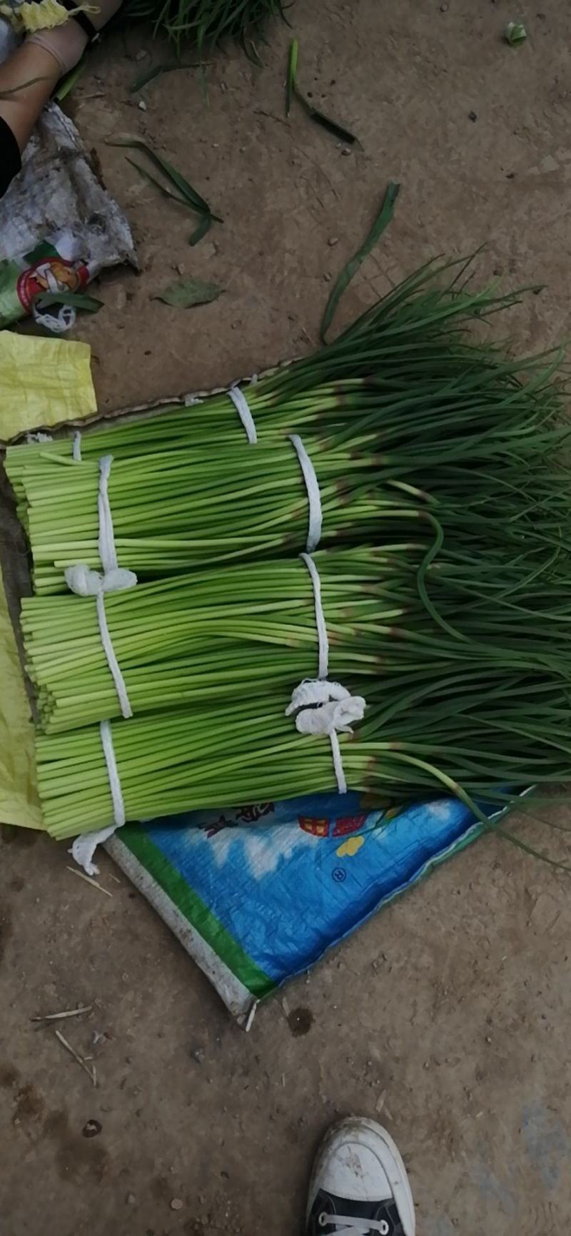 蒜苔全国发货，基地直供优质红帽蒜苔保证质量价格低