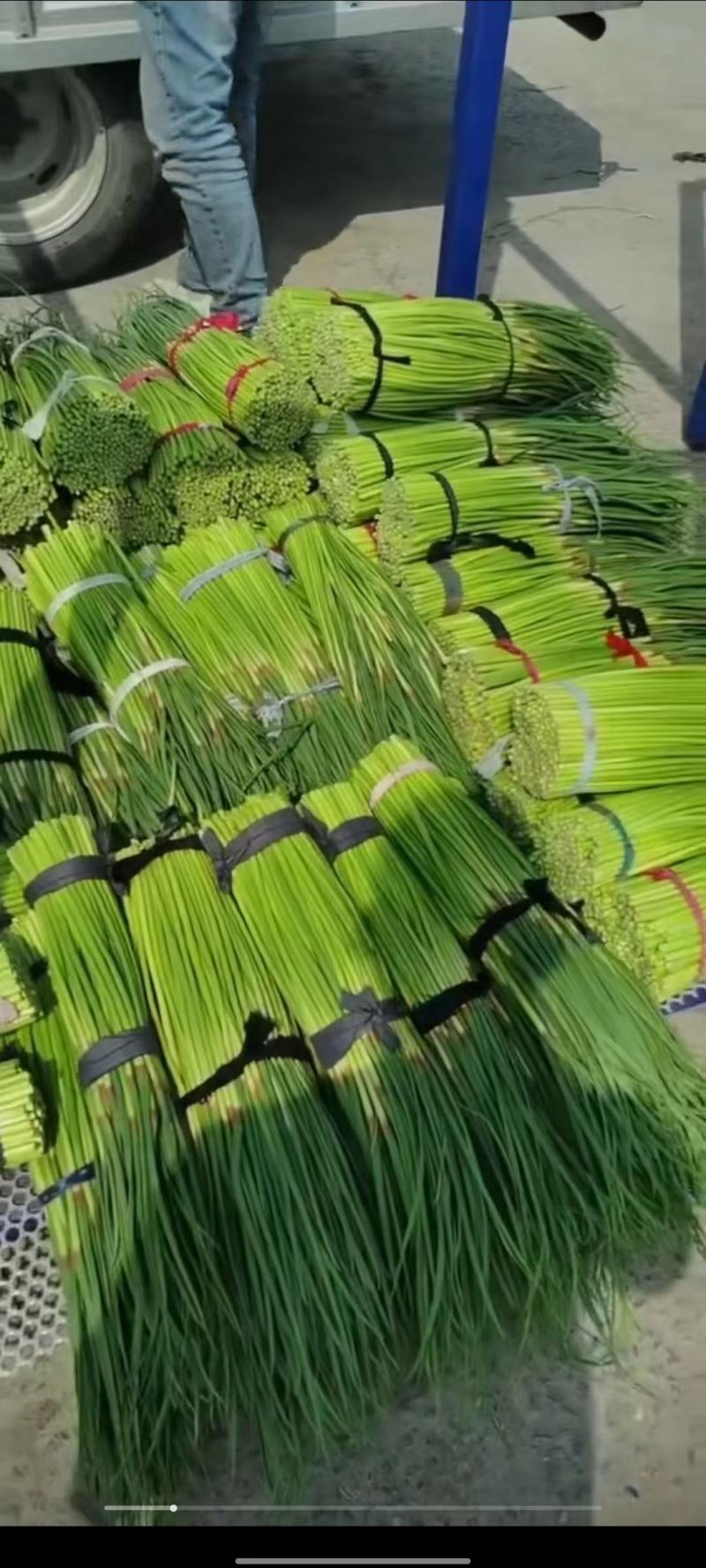 蒜苔全国发货，基地直供优质红帽蒜苔保证质量价格低