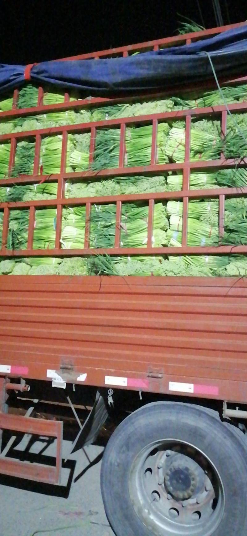 蒜苔全国发货，基地直供优质红帽蒜苔保证质量价格低