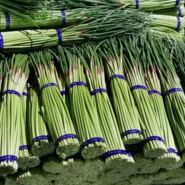 蒜苔全国发货，基地直供优质红帽蒜苔保证质量价格低