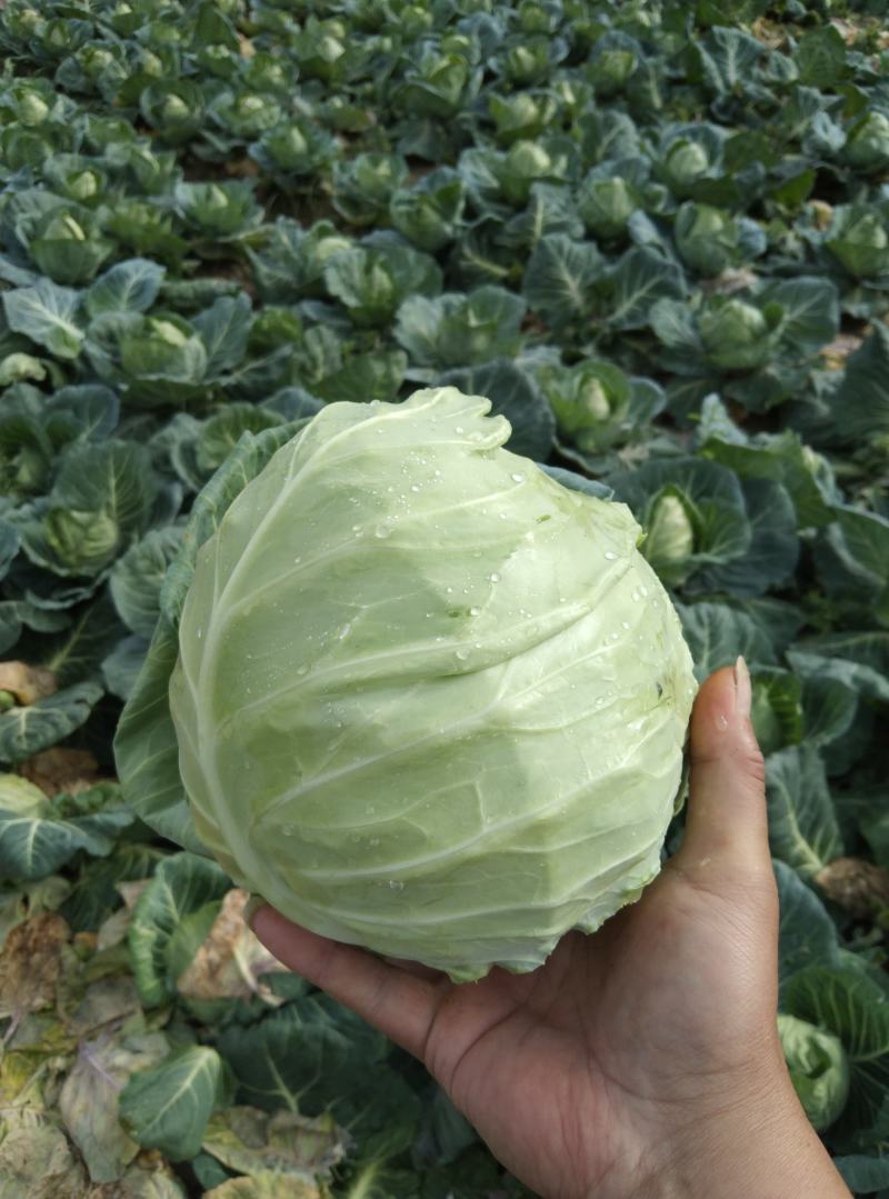 素有鱼米之乡美誉的江汉平原蔬菜种植基地甘蓝大量供应中