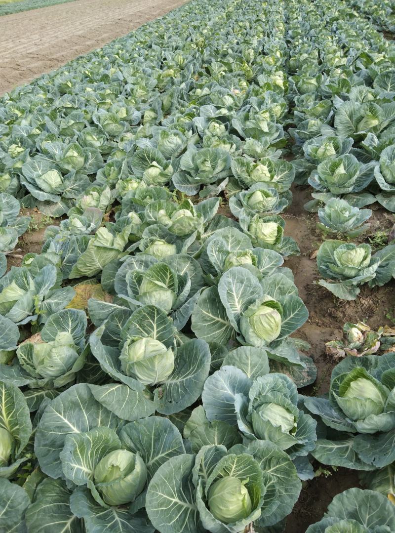 素有鱼米之乡美誉的江汉平原蔬菜种植基地甘蓝大量供应中