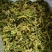 常年供应青梗花菜花菜干脱水蔬菜批发蔬菜包