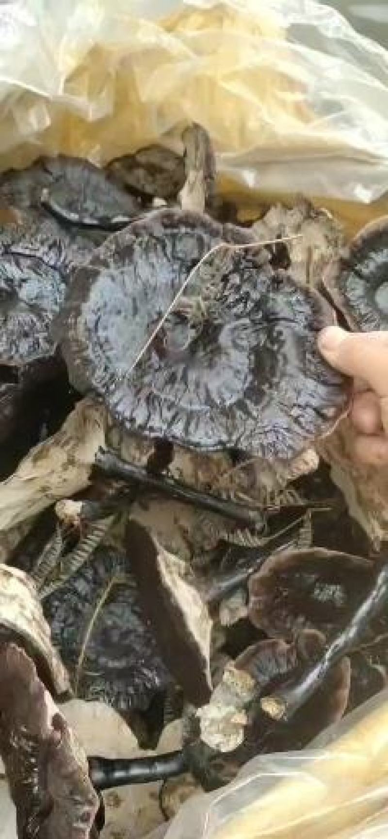 江西紫灵芝，黑灵芝，金边灵芝灵芝片，产地直销