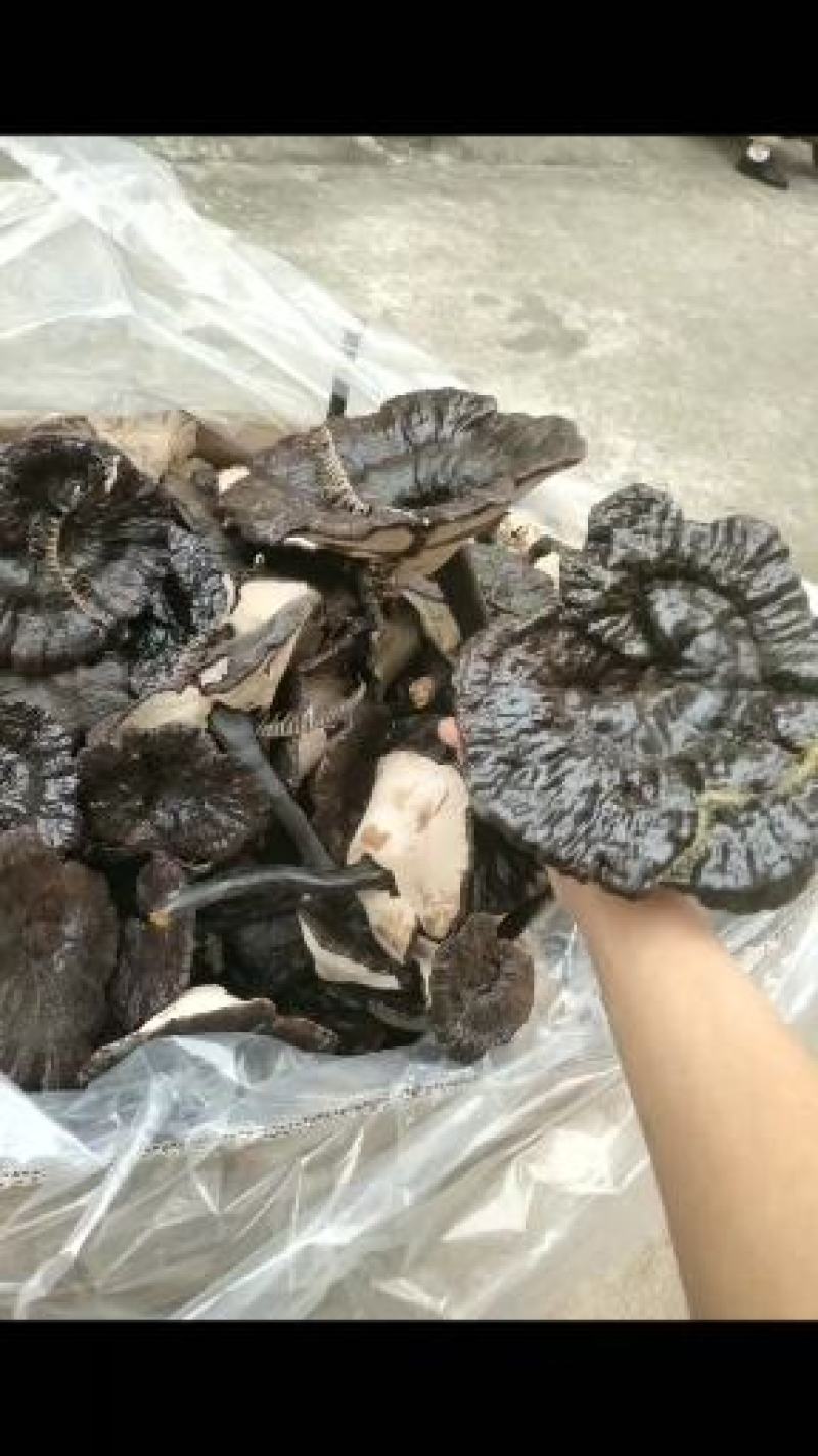 江西紫灵芝，黑灵芝，金边灵芝灵芝片，产地直销