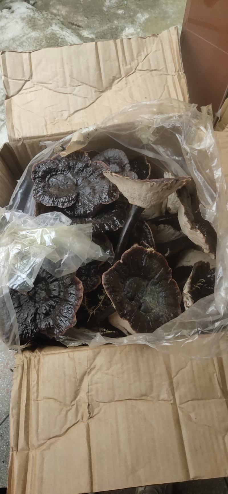 江西紫灵芝，黑灵芝，金边灵芝灵芝片，产地直销