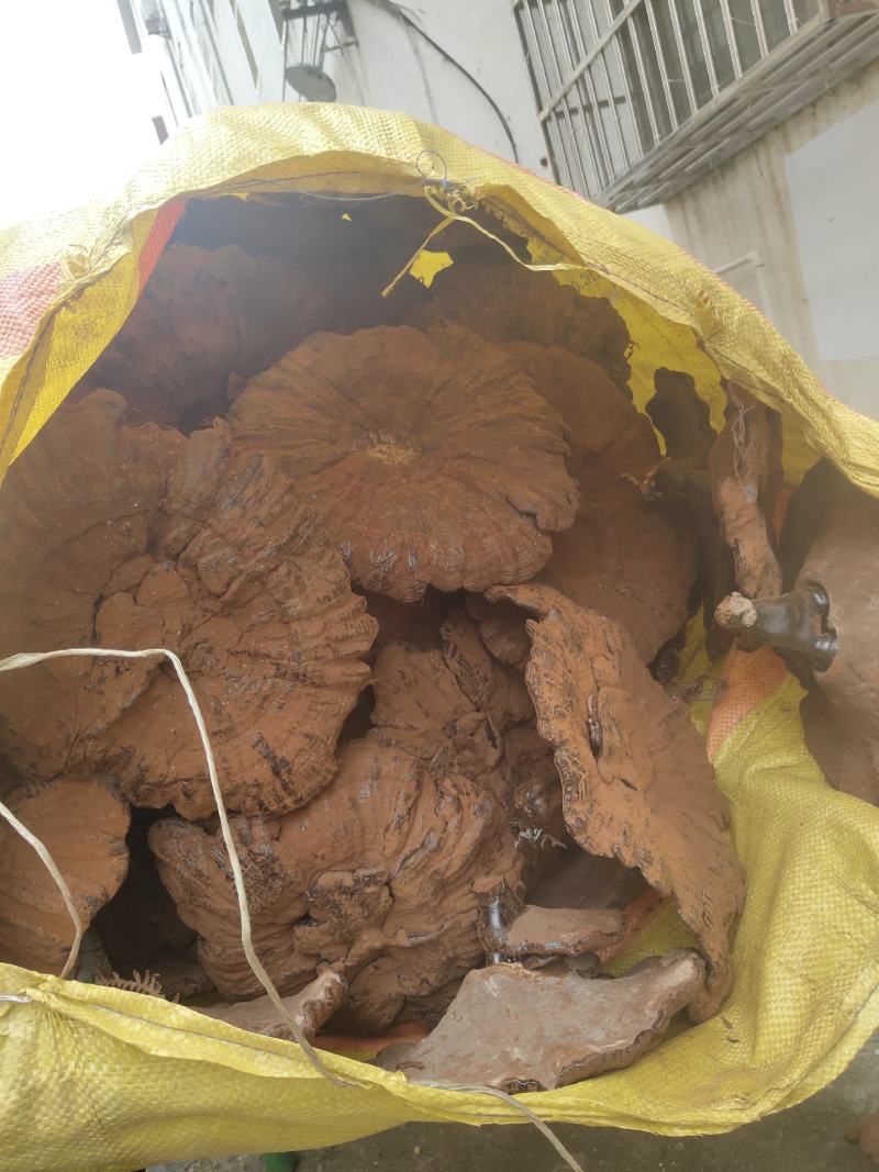 江西紫灵芝，黑灵芝，金边灵芝灵芝片，产地直销