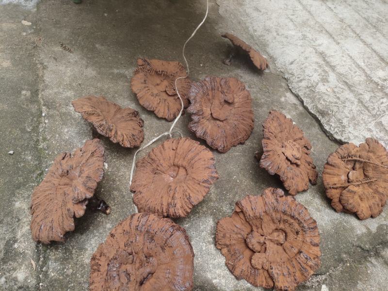 江西紫灵芝，黑灵芝，金边灵芝灵芝片，产地直销