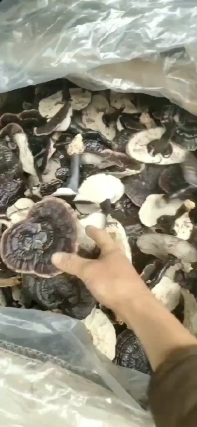 江西紫灵芝，黑灵芝，金边灵芝灵芝片，产地直销