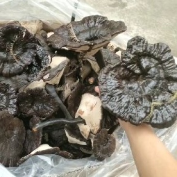 江西紫灵芝，黑灵芝，金边灵芝灵芝片，产地直销