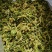 常年供应青梗花菜花菜干脱水蔬菜批发蔬菜包