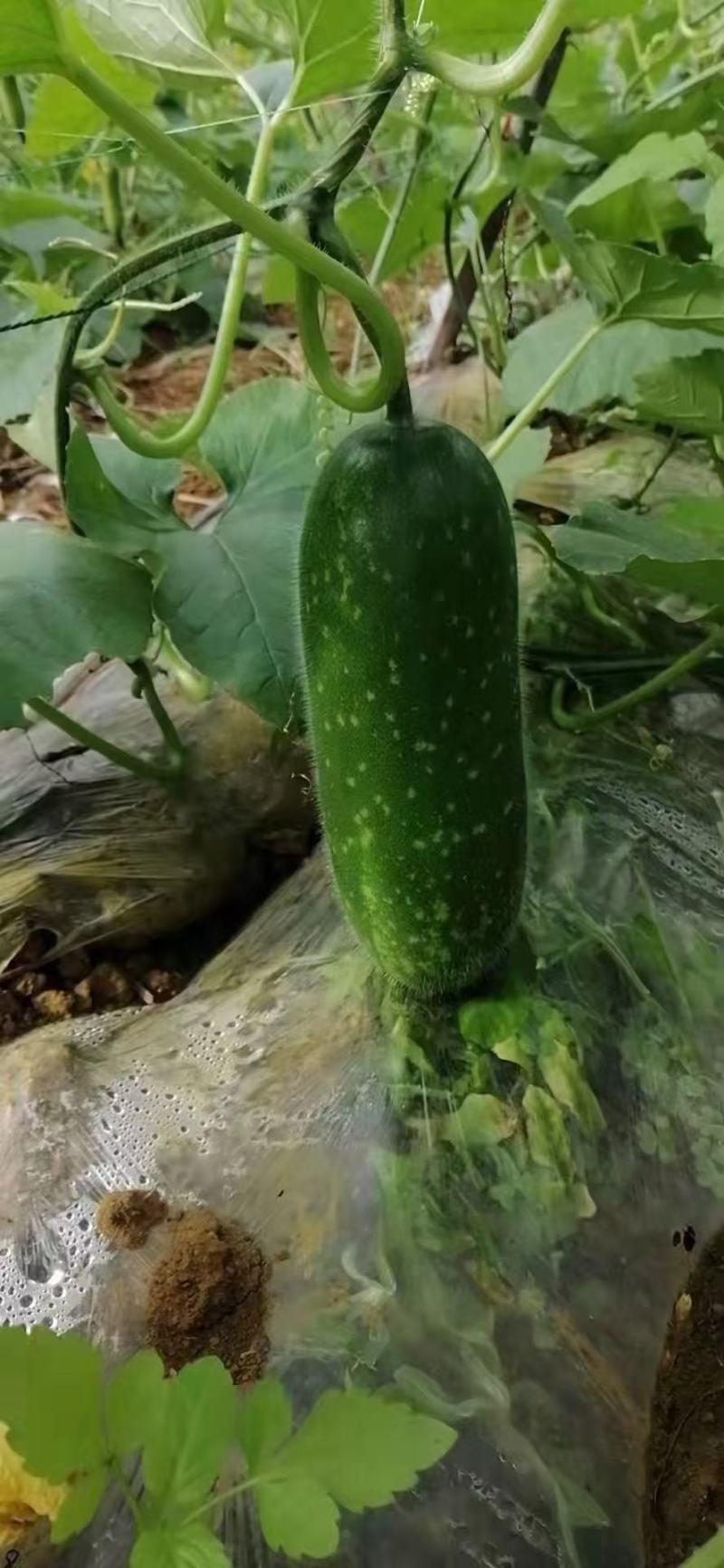 小节瓜上市中，价格便宜，新鲜采摘！！货源充足