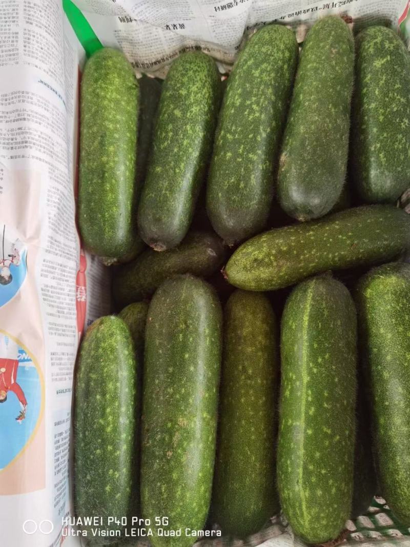 小节瓜上市中，价格便宜，新鲜采摘！！货源充足