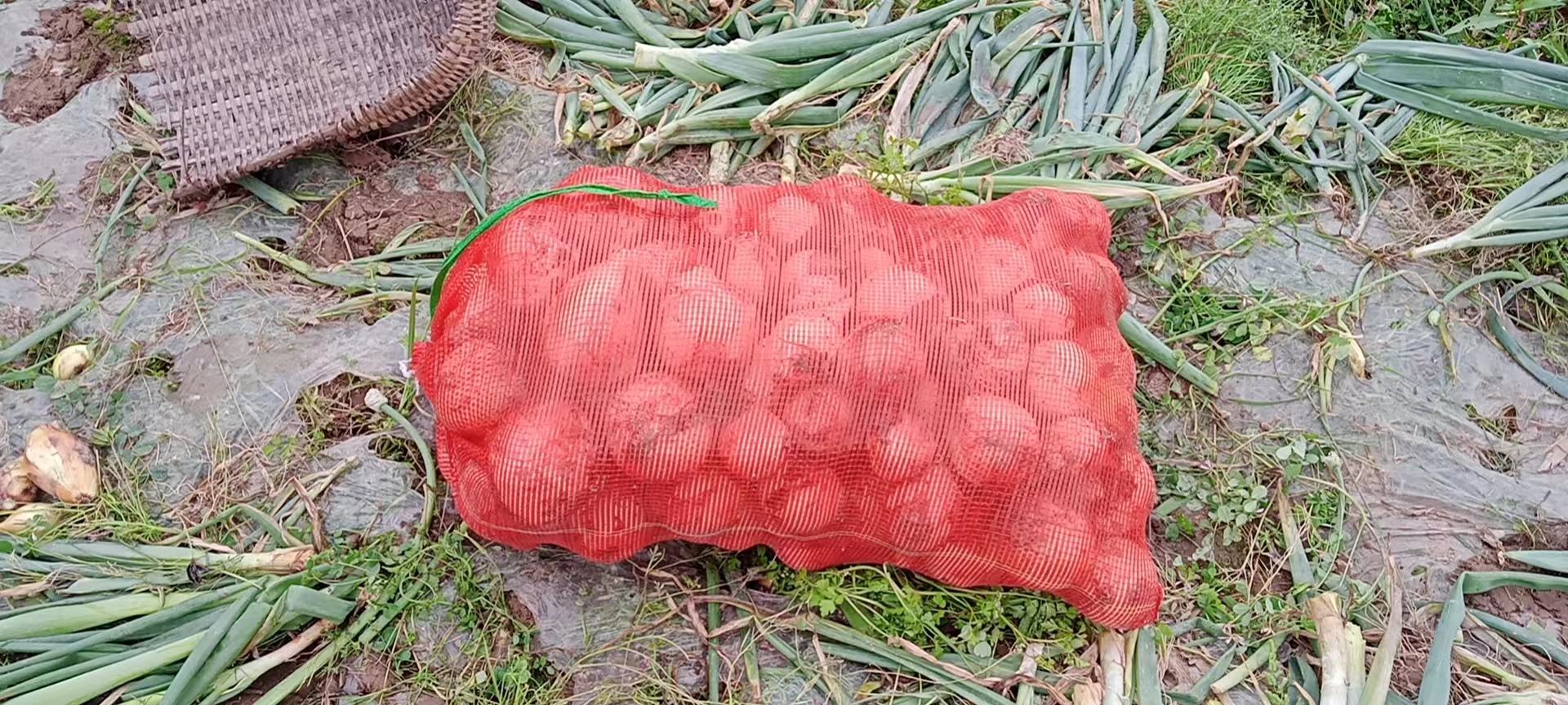 内黄县红皮洋葱田间种植图