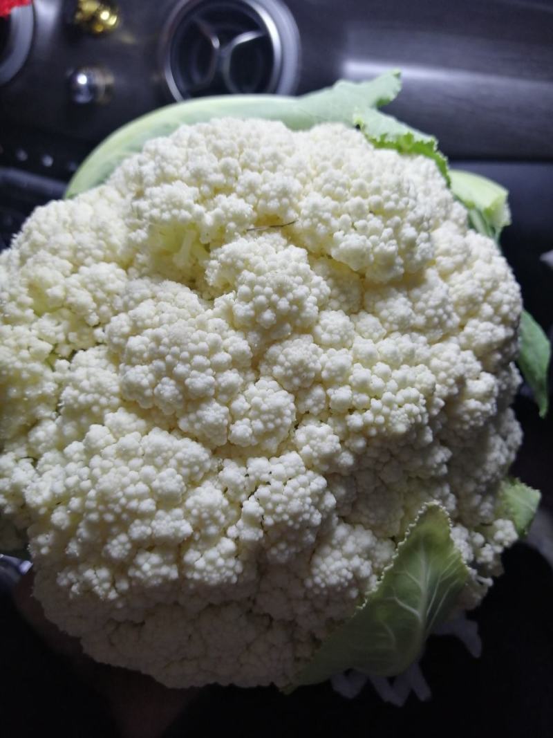 精品小米粒白面青梗有机花菜商超，产地一手货源