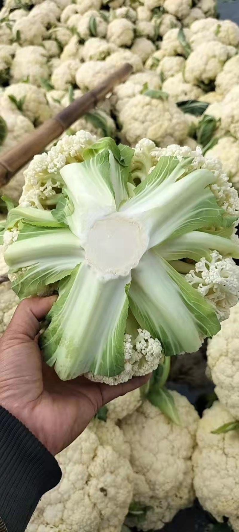 精品小米粒白面青梗有机花菜商超，产地一手货源