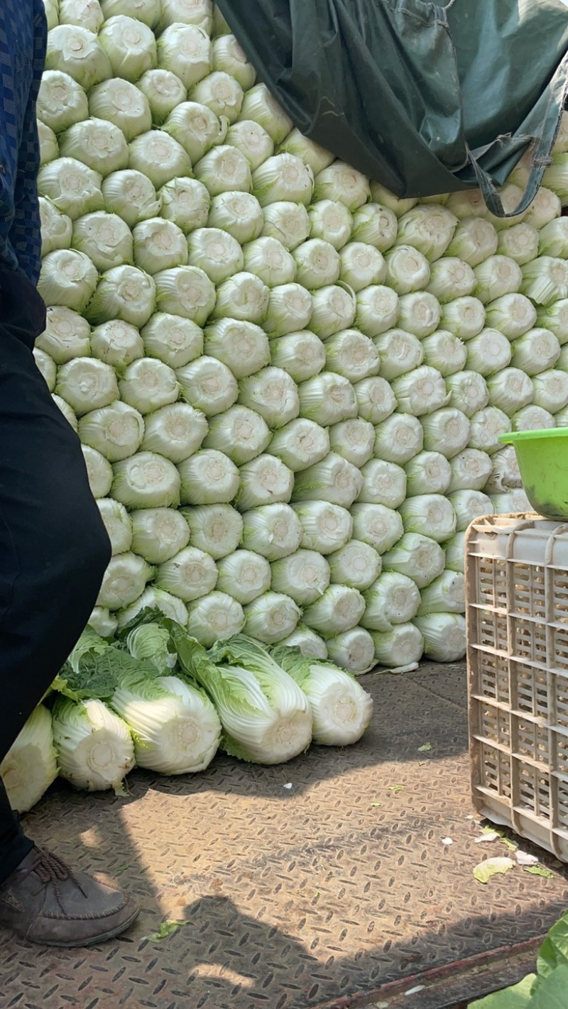 山西精品黄心大白菜，无虫无烧心，质量保证