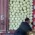 山西精品黄心大白菜，无虫无烧心，质量保证