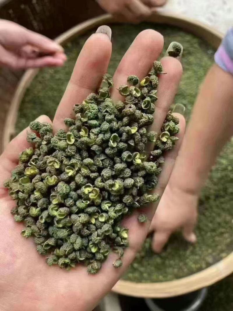 四川特色青花椒，味道纯香味浓产地直销批发