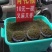 四川特色青花椒，味道纯香味浓产地直销批发